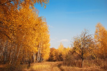 Fototapeta premium Forest Glade