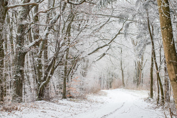 Raureif im Wald