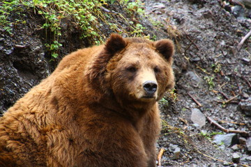 Obraz premium Grizzly – Alaska