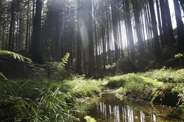 Sunlight shining through forest with brook in Bohemian Switzerland