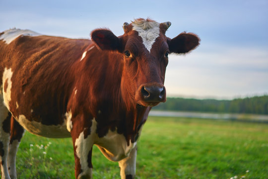 Portrait of brown and white cow.