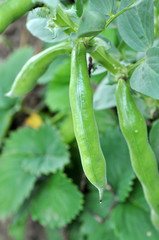Fototapeta premium On the stem of the bean horse or ordinary (Vicia faba) ripen pods
