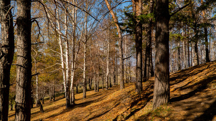 Fototapeta premium birch trees on the mountain peaks