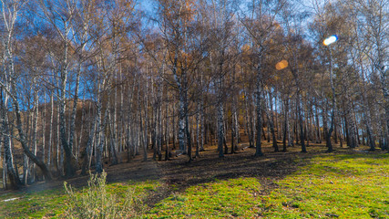 birch trees on the mountain peaks