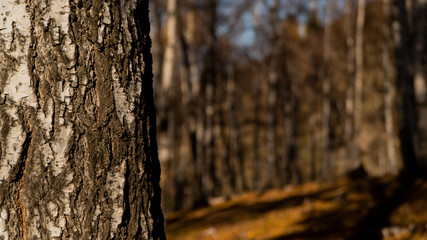 birch trees on the mountain peaks