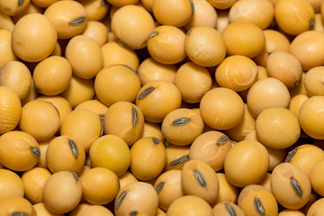 Isolated closeup of mature soybean seed in a pile