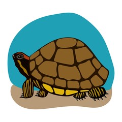 Turtle vector on white background
