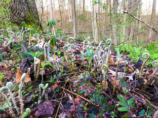 spring shoots in the forest