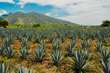 Tequila fields