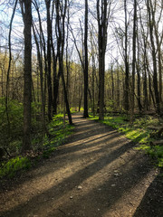 path in the forest