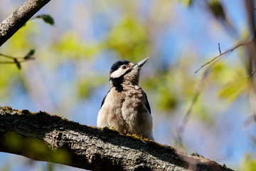 Great spotted woodpecker perched on tree portrait. Cute common park bird in wildlife.