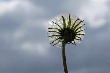 Löwenzahn -Taraxacum-aus der Froschperspektive