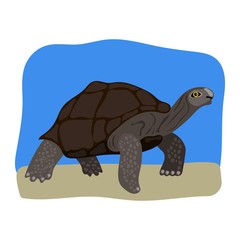 Turtle vector on white background