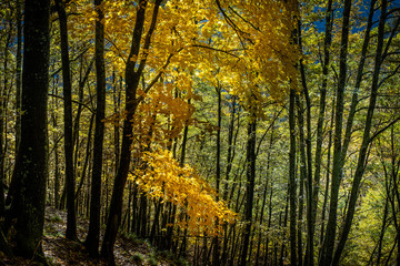 Obraz premium Trekking from Pontito to Penna di Lucchio, Lucca - Tuscany