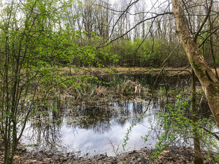 river in the forest