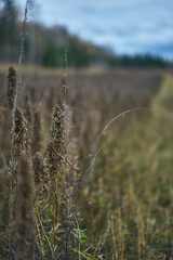 Grains ready to be harvested on autumn