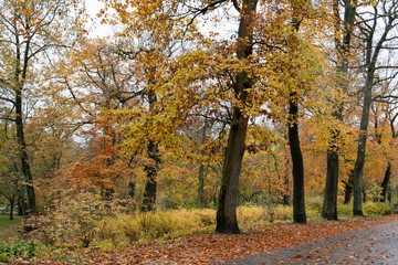 Spaziergang im Herbst durch einen Park in Lübbecke am Waldrand des Wiehengebirges.