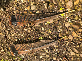 red-tail hawk feathers on a forest path