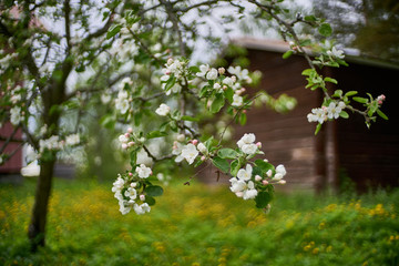 White baby flower buds with wooden building in the background