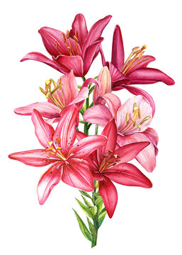 beautiful lilies, large bouquet of red  and pink flowers on an isolated white background, watercolor illustration