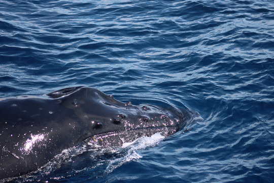 235 Best Baleine A Bosse Images Stock Photos Vectors Adobe Stock 235 Best Baleine A Bosse Images Stock Photos Vectors Adobe Stock