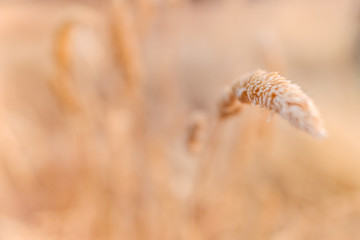Detail of a dry plant at the end of summer, with unfocused background to use as a natural background.