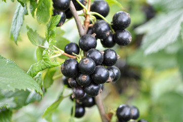On the bush berries are ripe currant.