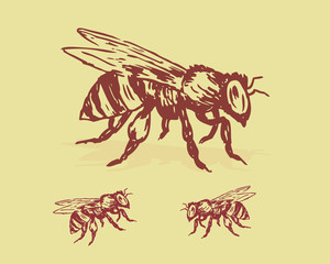 vector illustration of bee