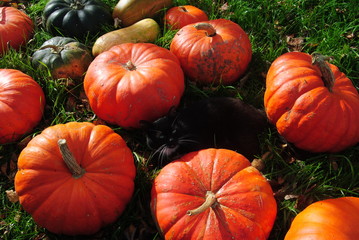 pumpkins and cat on grass