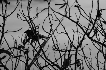 silhouette of bird on a branch