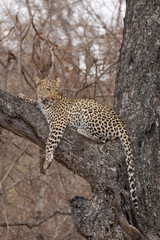 Leopard resting in the Klaserie Nature Reserve, South Africa while on safari
