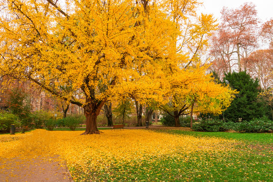 Gingko tree during autumn just before losing leaves - leaf peeping. Autumn in  city of Zagreb, Croatia