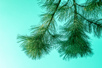 Fir tree branches over sky. Nature beauty.