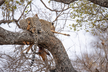 Leopard resting with Impala kill in the Klaserie Nature Reserve, South Africa while on safari