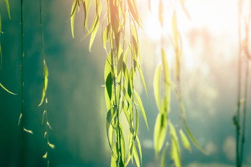 Green willow leaves at sunset. Nature details. - obrazy, fototapety, plakaty