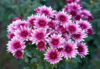 Obraz premium Beautiful colorful pink chrysanthemum in green leaves. Bush of chrysanthemums. Garden plants.