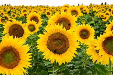 Yellow sunflower in the  field 