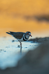 Water bird resting in the Klaserie Nature Reserve, South Africa while on safari