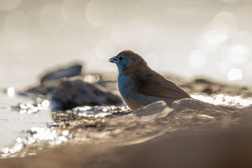 Black and white bird resting inBlue bird drinking water the Klaserie Nature Reserve, South Africa while on safari
