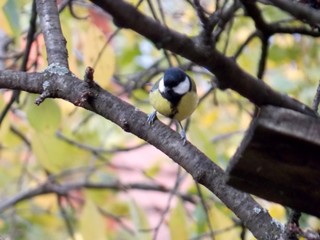 a small bird on a tree branch