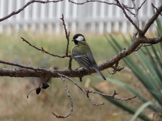 a small bird on a tree branch