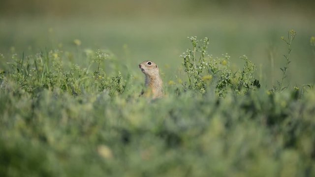 Cute Ground squirrel (Spermophilus pygmaeus) standing in the grass