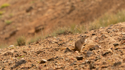gerbillinae on the sandy expanses