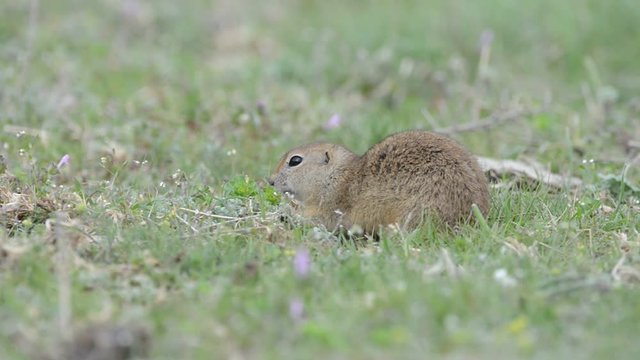 Cute Ground squirrel (Spermophilus pygmaeus) eating grass