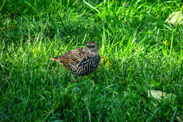 blackbird sits green grass close up
