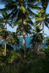 Fototapeta na wymiar Palmen in karibischer Umgebung