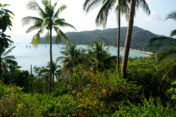Fototapeta na wymiar Palmen in karibischer Umgebung