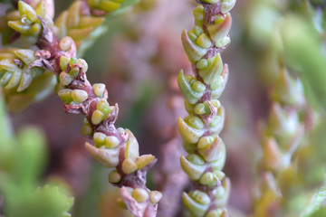 Detail of the stem of a fleshy leaves plant