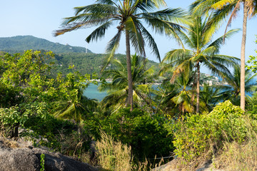 Palmen in karibischer Umgebung