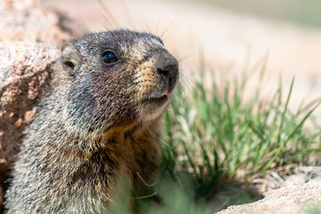 Naklejka na ściany i meble Marmot, Groundhog watching out from under a rock